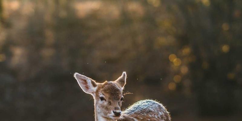 LM激光加工技术如何提升汽车发动机缸体耐磨性？激光淬火设备表面强化深度解析